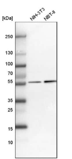 UDP glucose dehydrogenase Antibody, Novus Biologicals:Antibodies:Primary